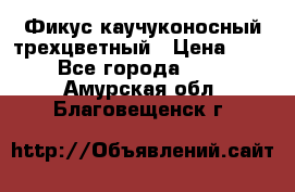 Фикус каучуконосный трехцветный › Цена ­ 500 - Все города  »    . Амурская обл.,Благовещенск г.